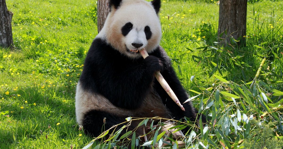 Google запускає оновлення алгоритму Panda